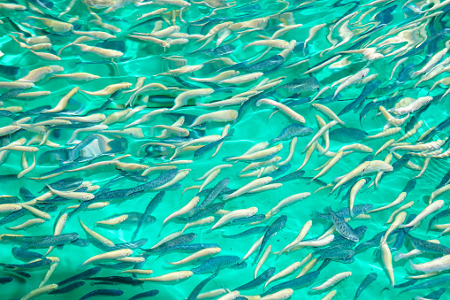 HOW TO START A FISH FARMING BUSINESS IN NIGERIA