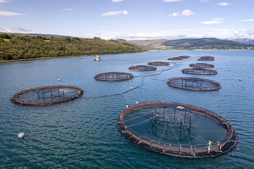 HOW TO START A FISH FARMING BUSINESS IN NIGERIA