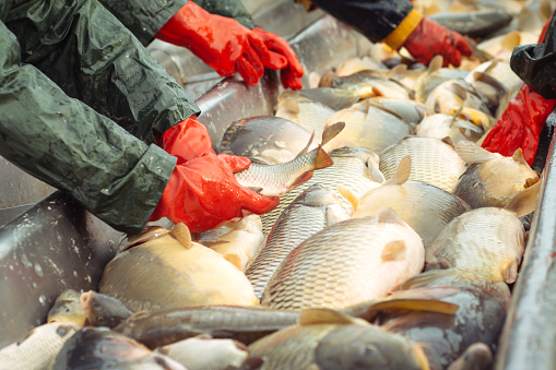 Fish farming investments