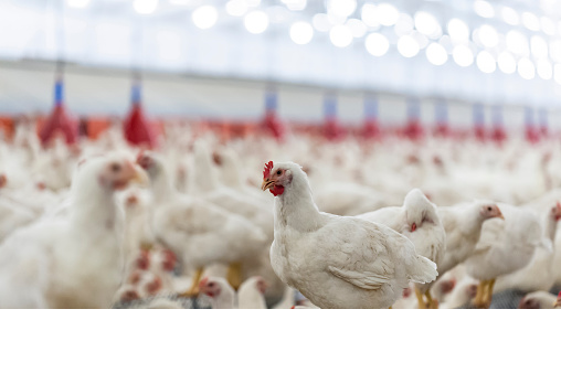 SECRETS IN POULTRY FARMING INVESTMENTS