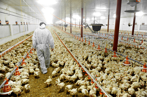 SECRETS IN POULTRY FARMING INVESTMENTS