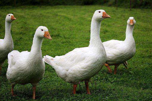 SECRETS IN POULTRY FARMING INVESTMENTS