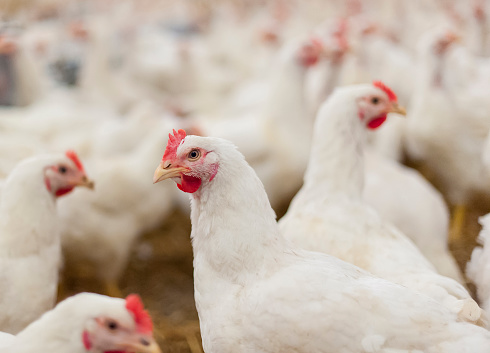 SECRETS IN POULTRY FARMING INVESTMENTS
