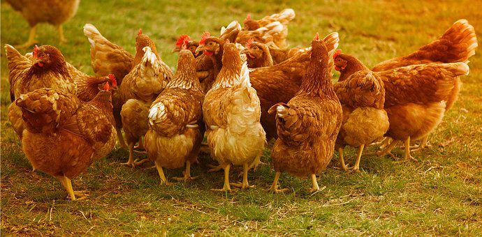 SECRETS IN POULTRY FARMING INVESTMENTS