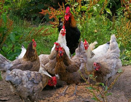 SECRETS IN POULTRY FARMING INVESTMENTS