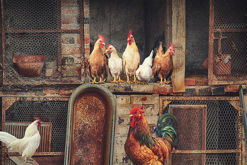 SECRETS IN POULTRY FARMING INVESTMENTS