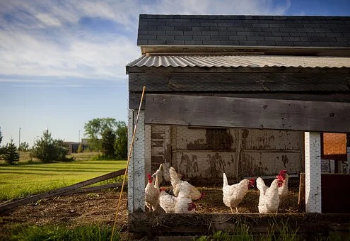 SECRETS IN POULTRY FARMING INVESTMENTS