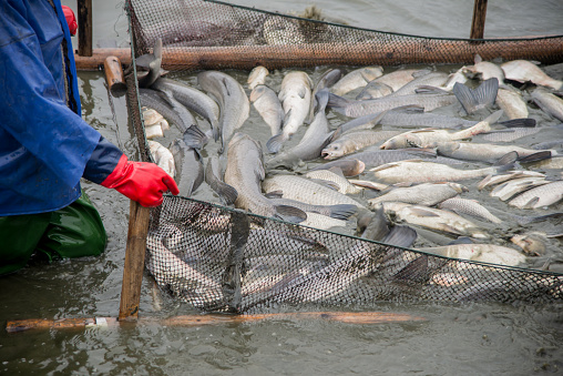 HOW TO START A FISH FARMING BUSINESS IN NIGERIA