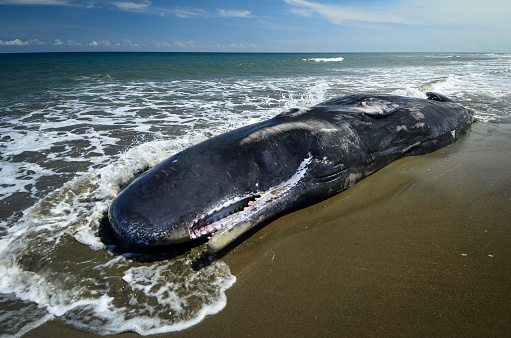 What the Philippines Found Inside Belly of a Dead Whale