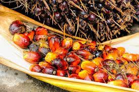 Palm Oil Business