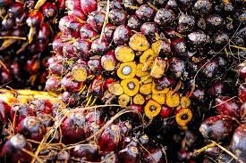 Palm Oil Business