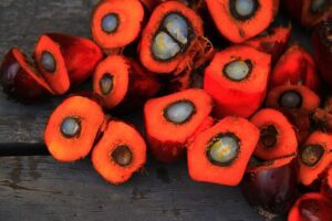  Frequently Asked Questions About the Palm Oil Industry in 2023